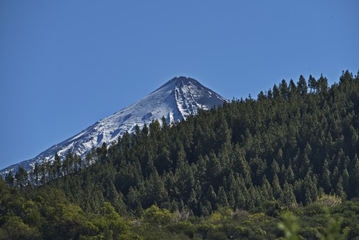 9 feb 2021 Fioritura mandorli